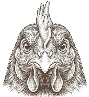 Chicken illustration