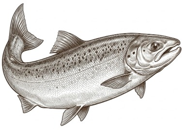 Fish illustration