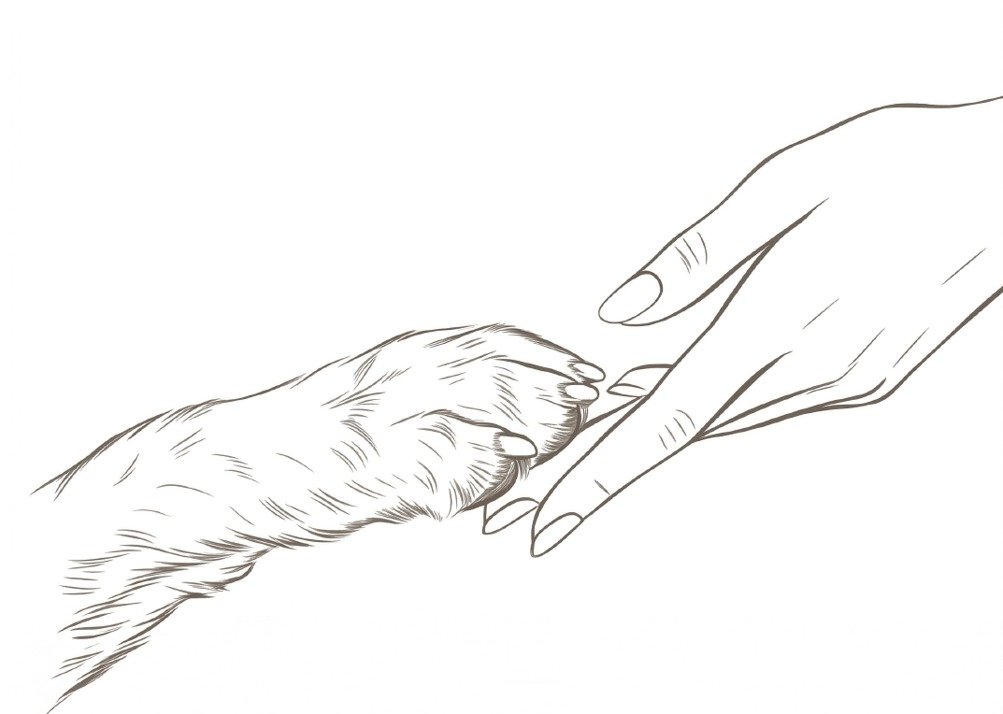 Hand reaching toward an animal paw